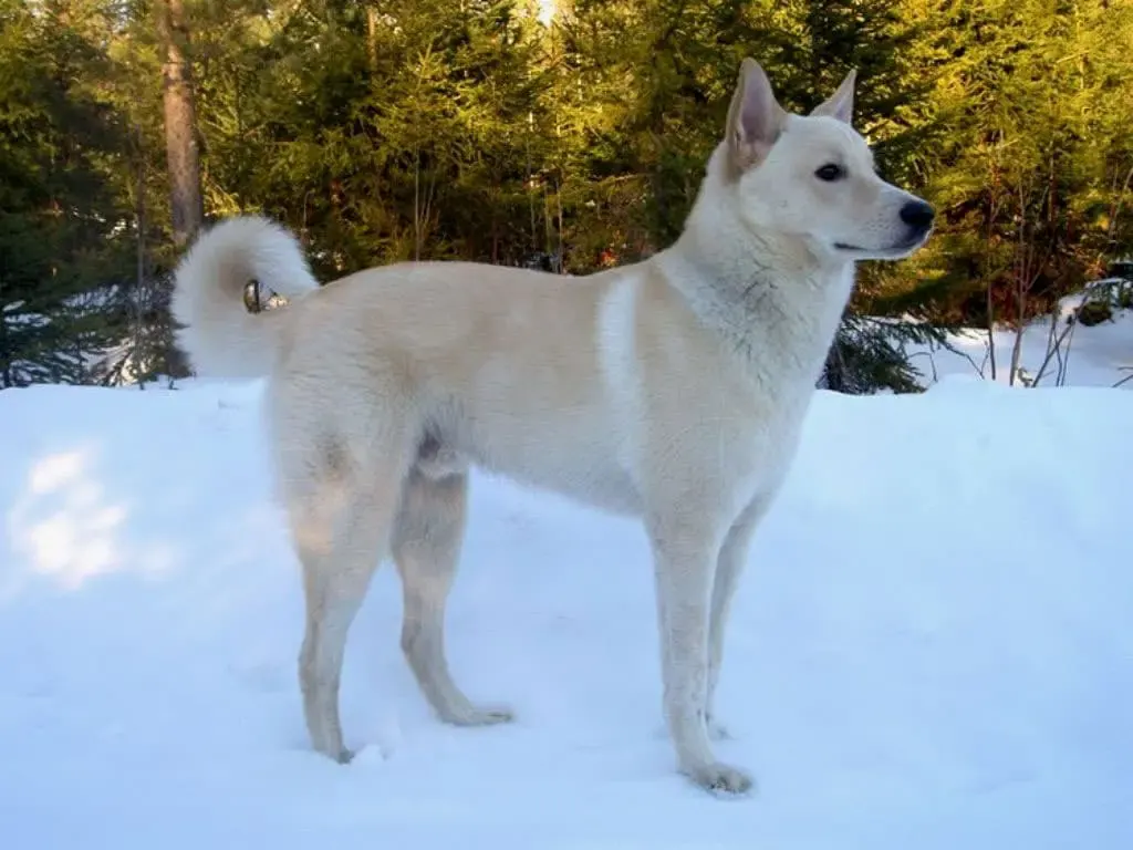 Canaan Dog 2