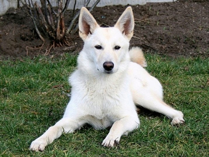 Canaan Dog 3