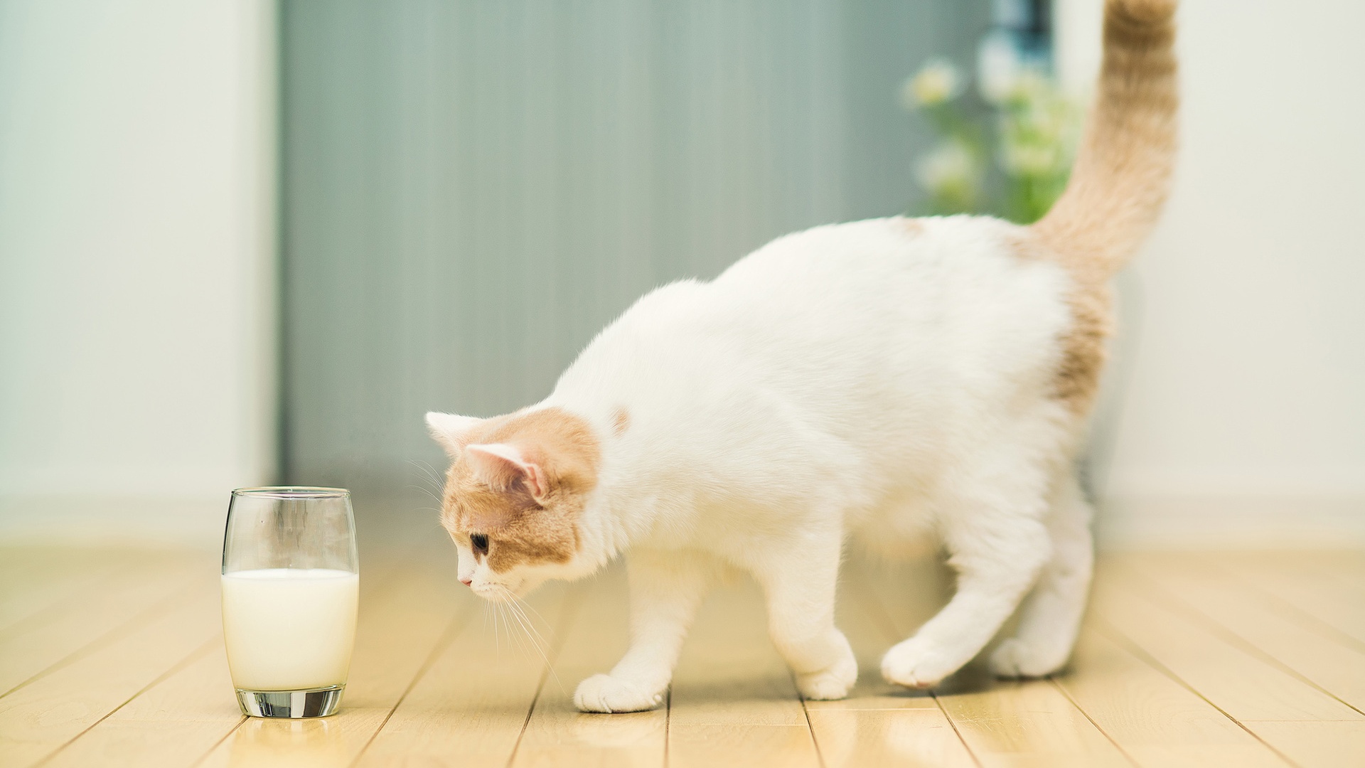 Cat-Drinks-Milk-Wallpaper-Download-Free