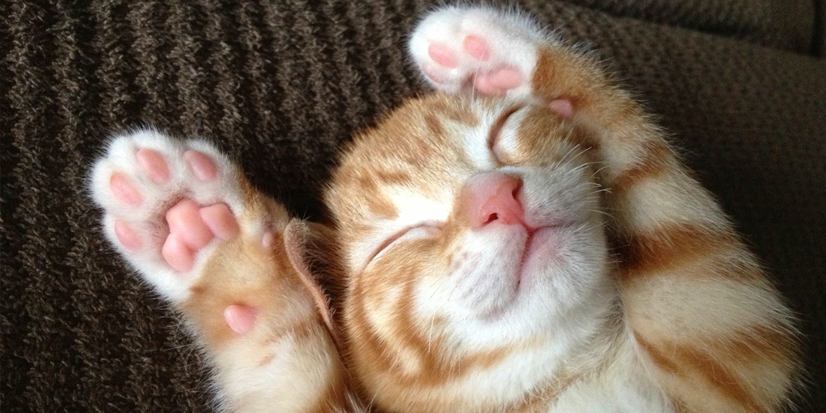 Cat's Amazing Paws! 1