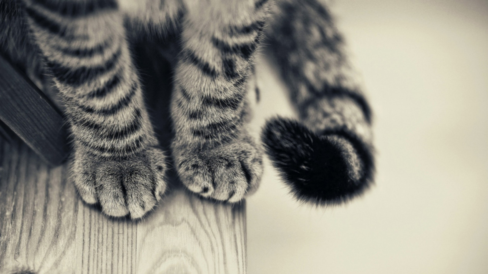 Cat's Amazing Paws! 2