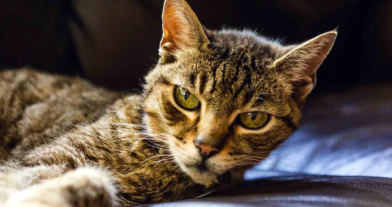 Cats And Hyperthyroidism 2