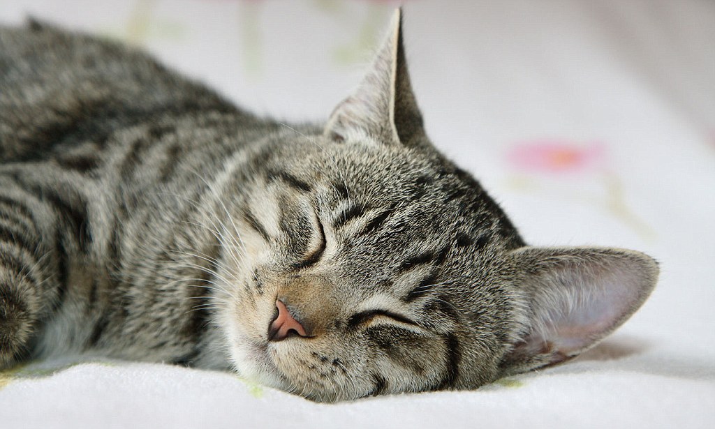 domestic cat - sleeping