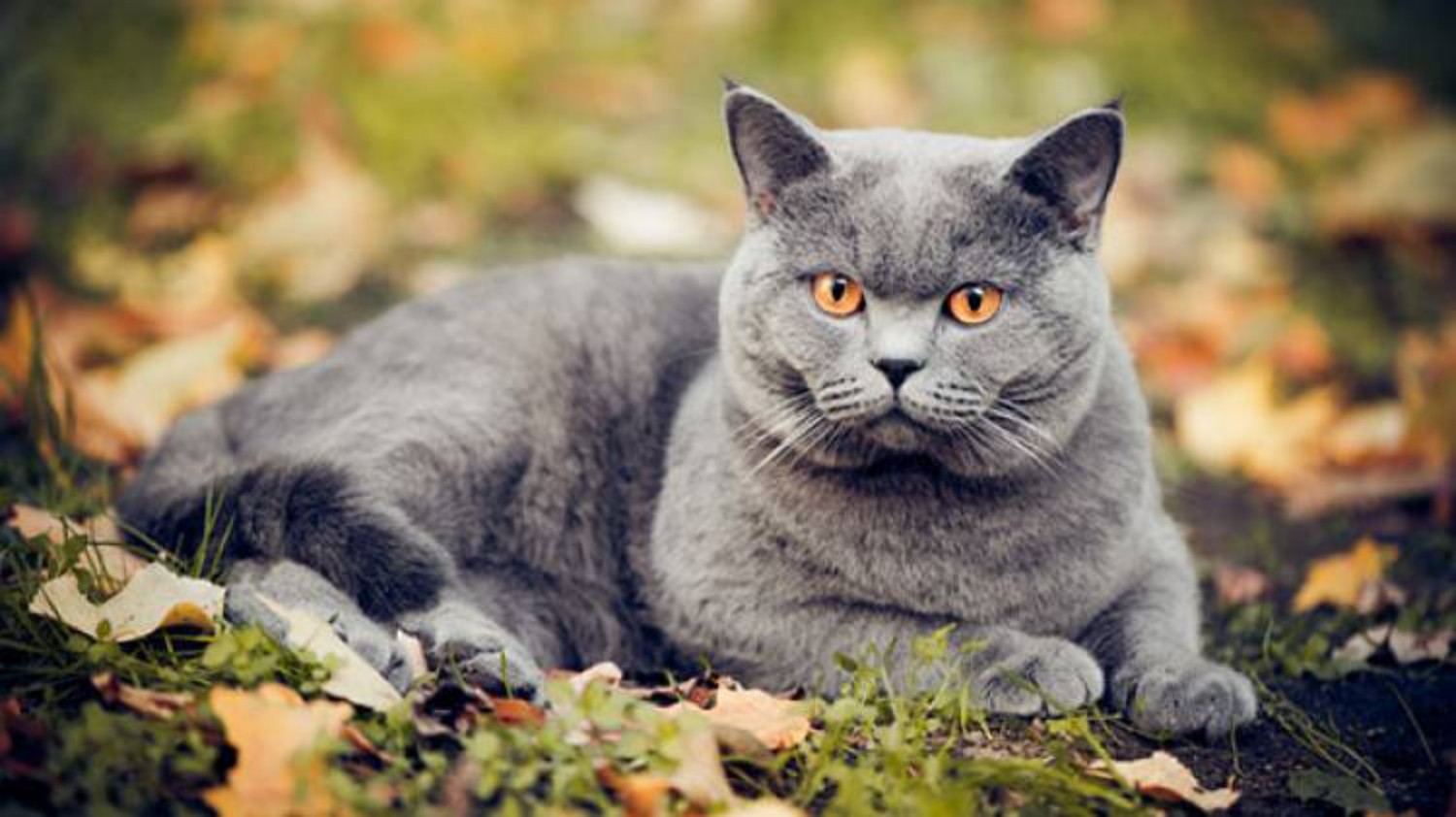 Chartreux Cat 3