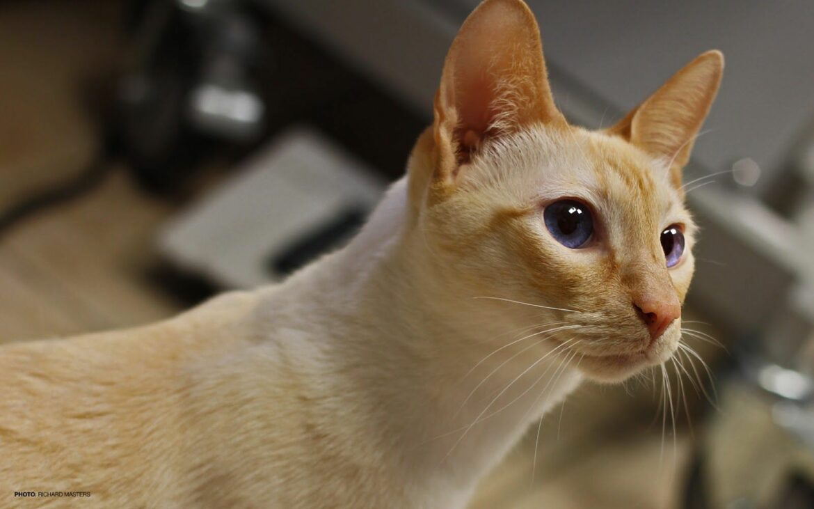 Colorpoint Shorthair Cat Colorpoint Shorthair Cat