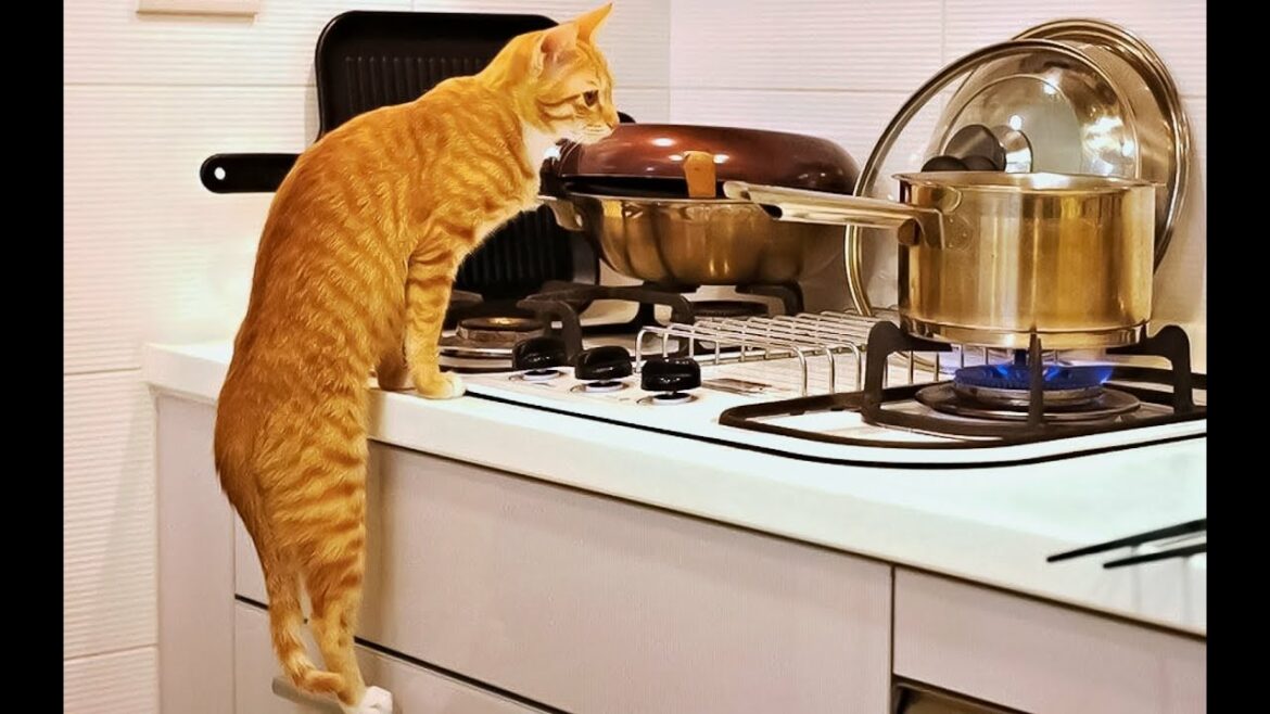 Cook for Your Pets Cook for Your Pets