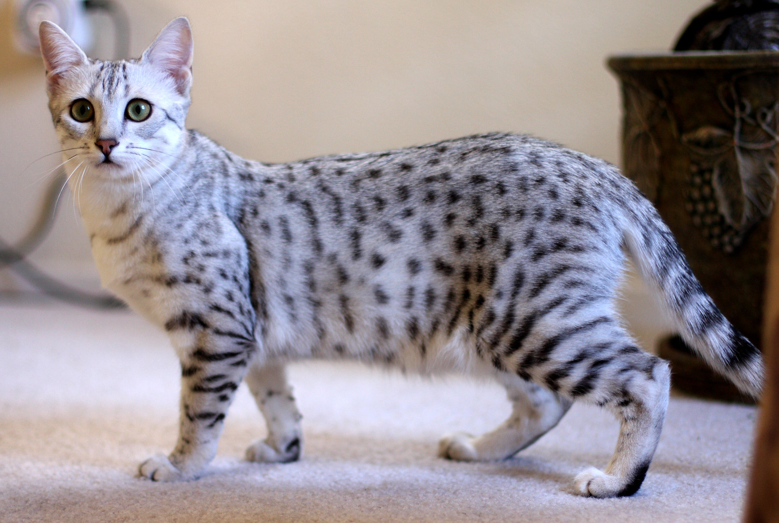 Cyprus Cat Breed