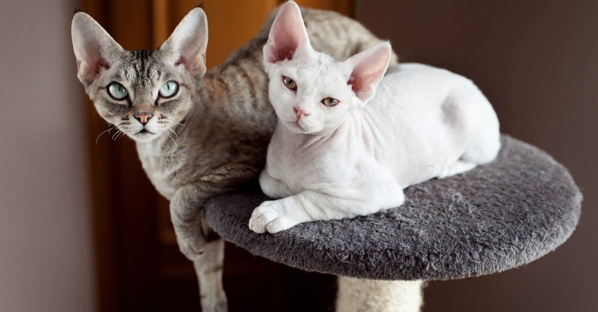 Devon Rex Cat 1