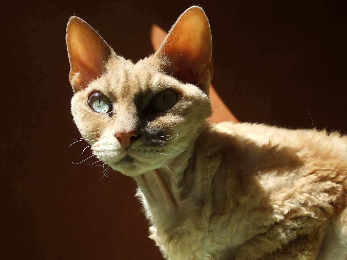 Devon Rex Cat 3