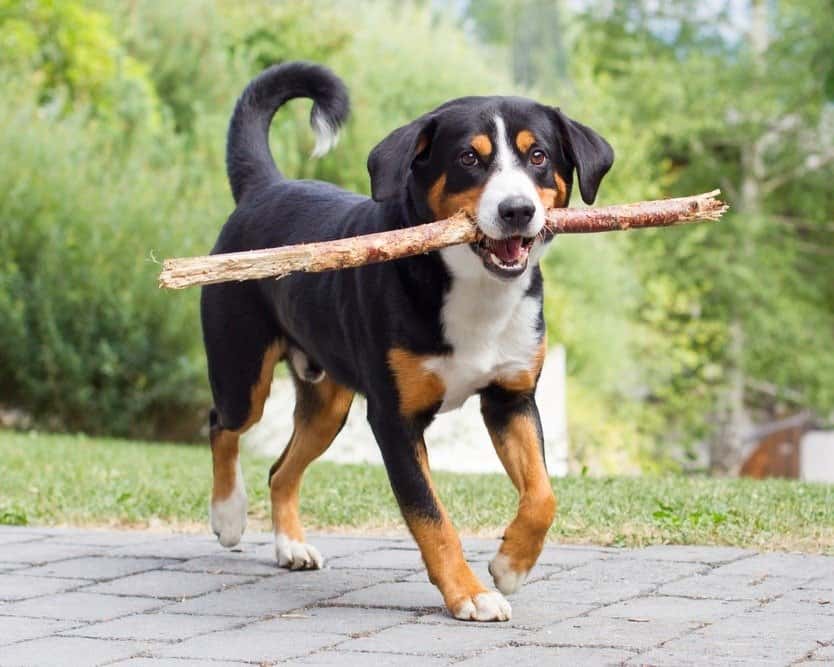 Entlebucher Mountain Dog 1