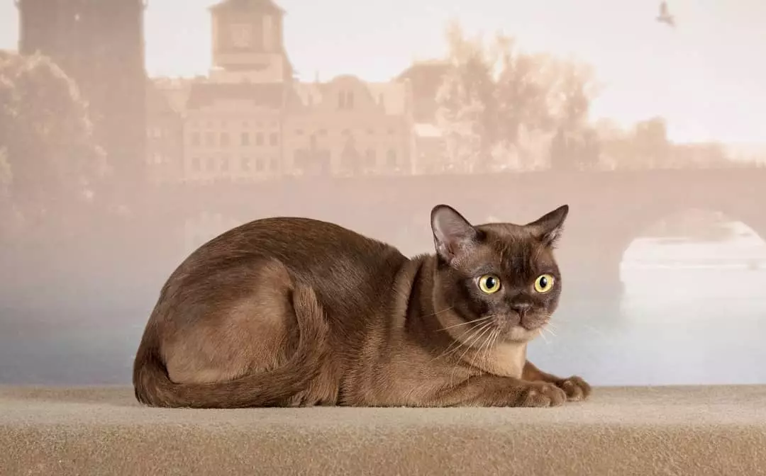 European Burmese Cat 1