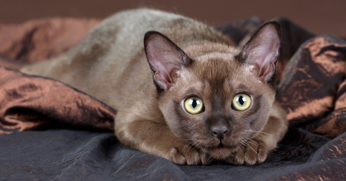 European Burmese Cat 2