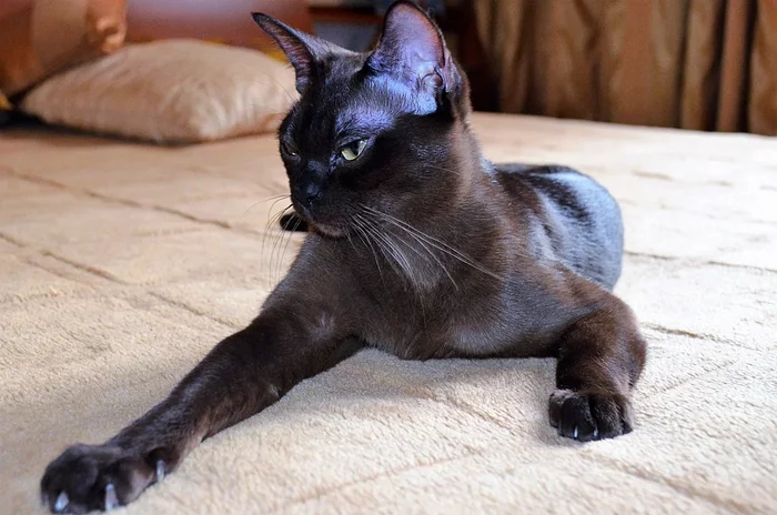 European Burmese Cat 3