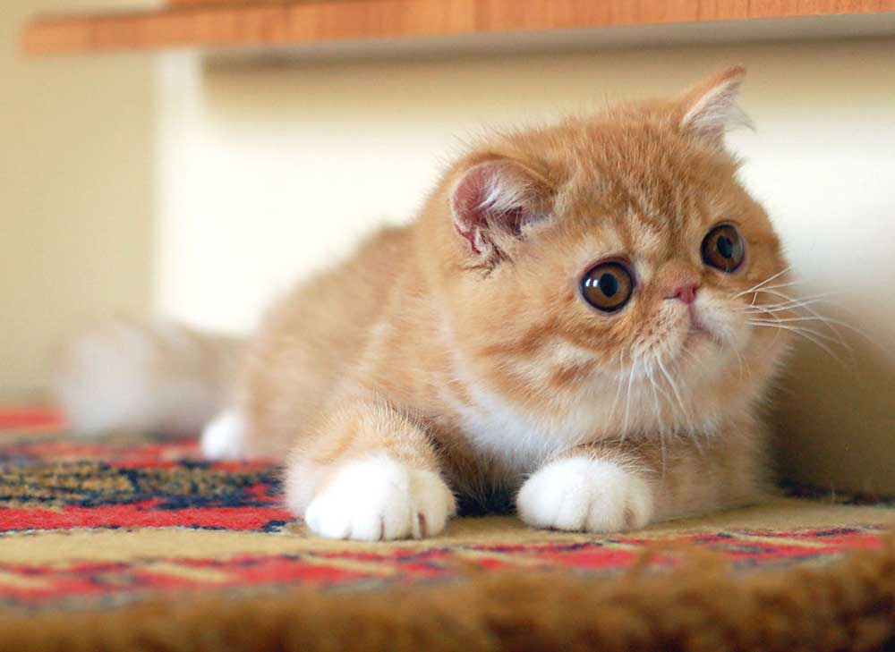 Exotic Shorthair 1