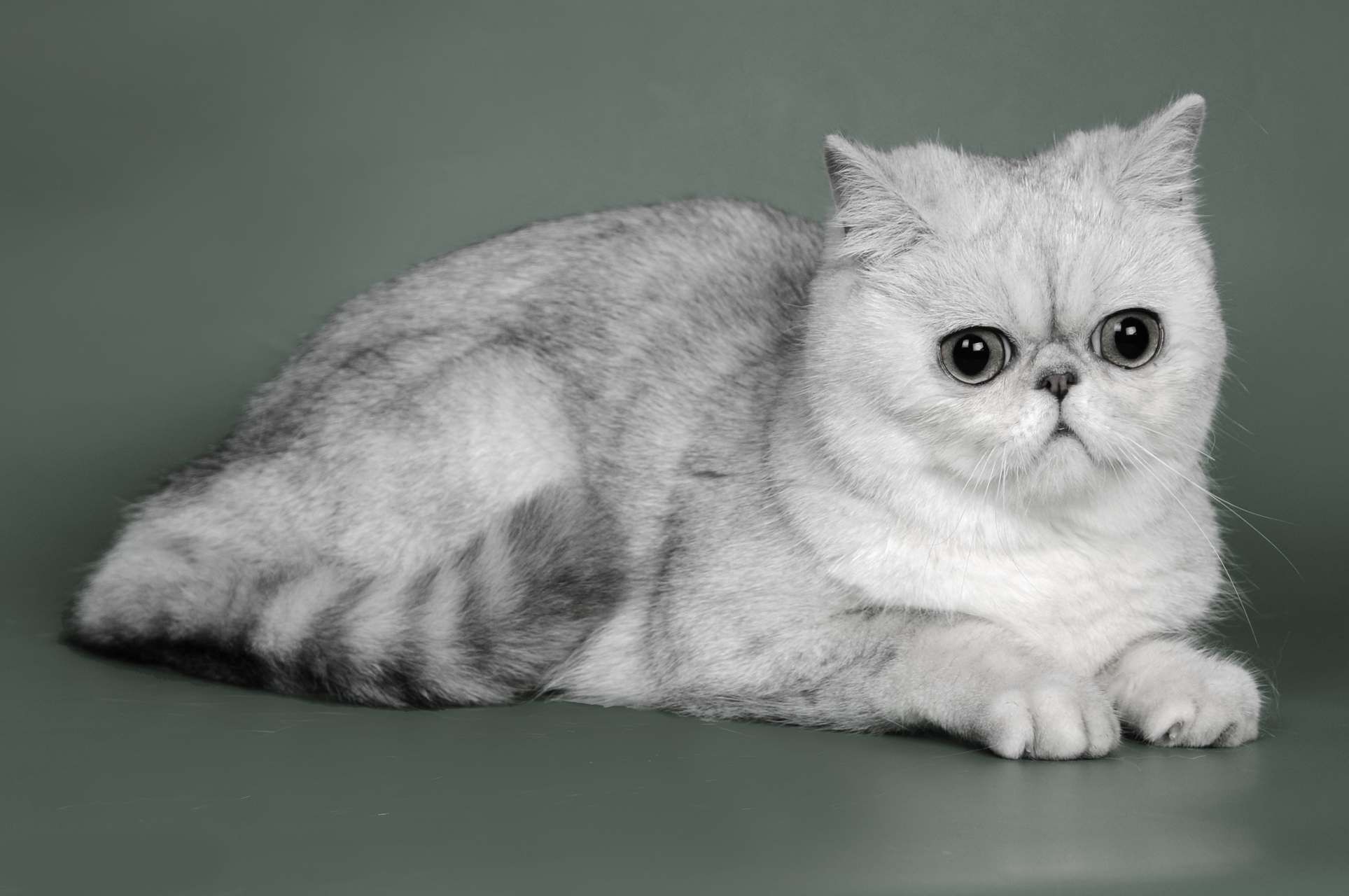 Exotic Shorthair 3