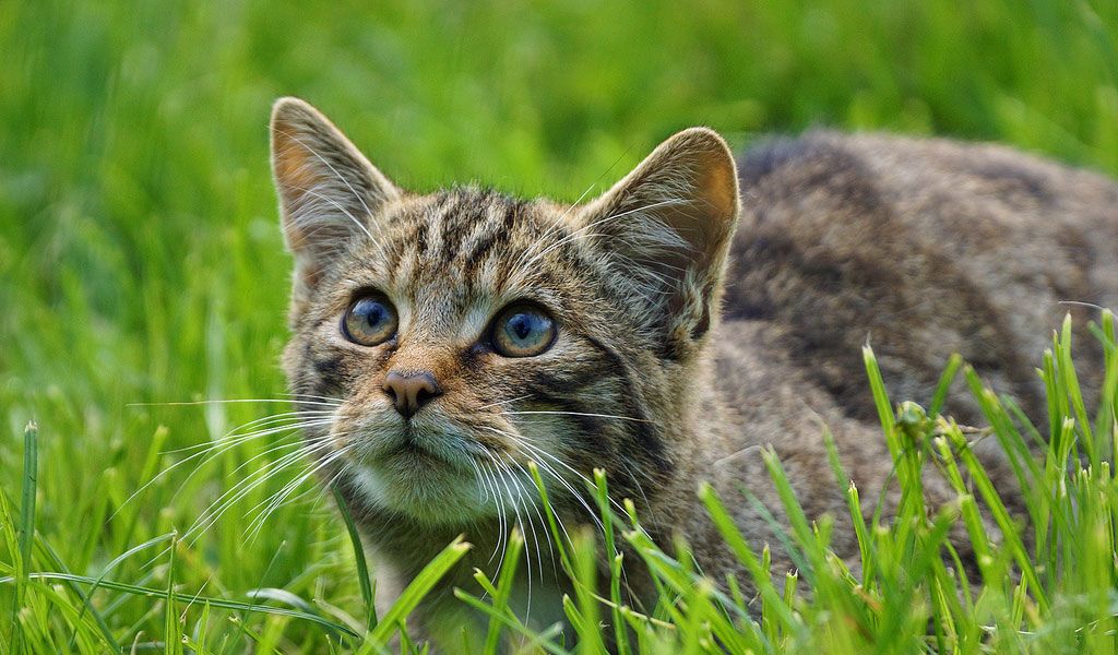 Feral Cat Family 2