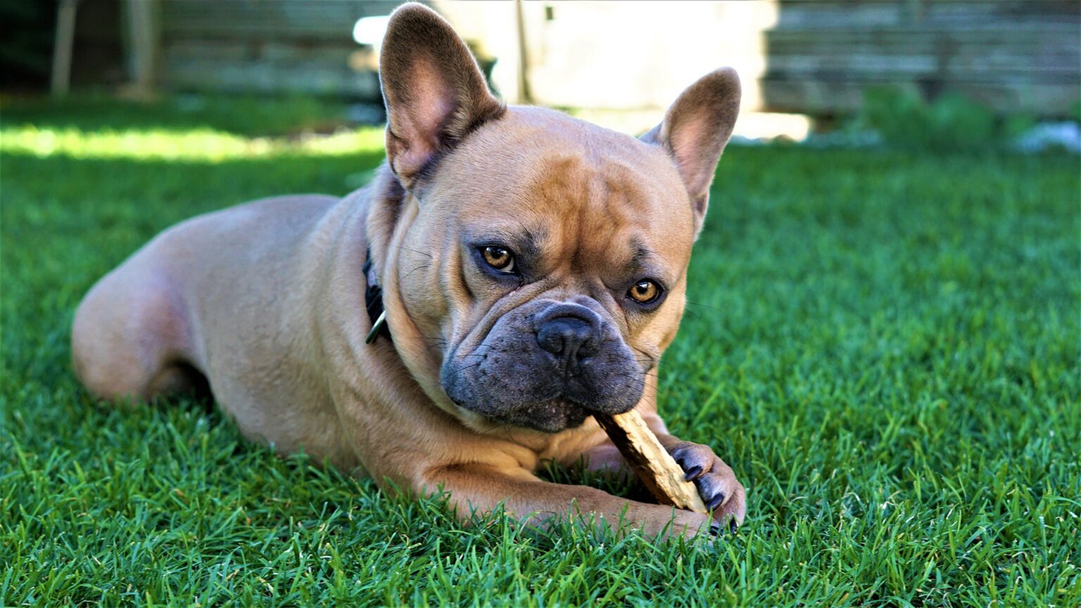 French Bulldog Dog 1