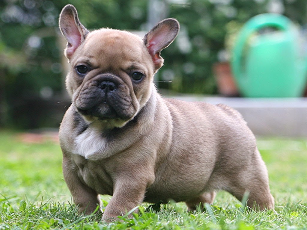 French Bulldog Dog 2