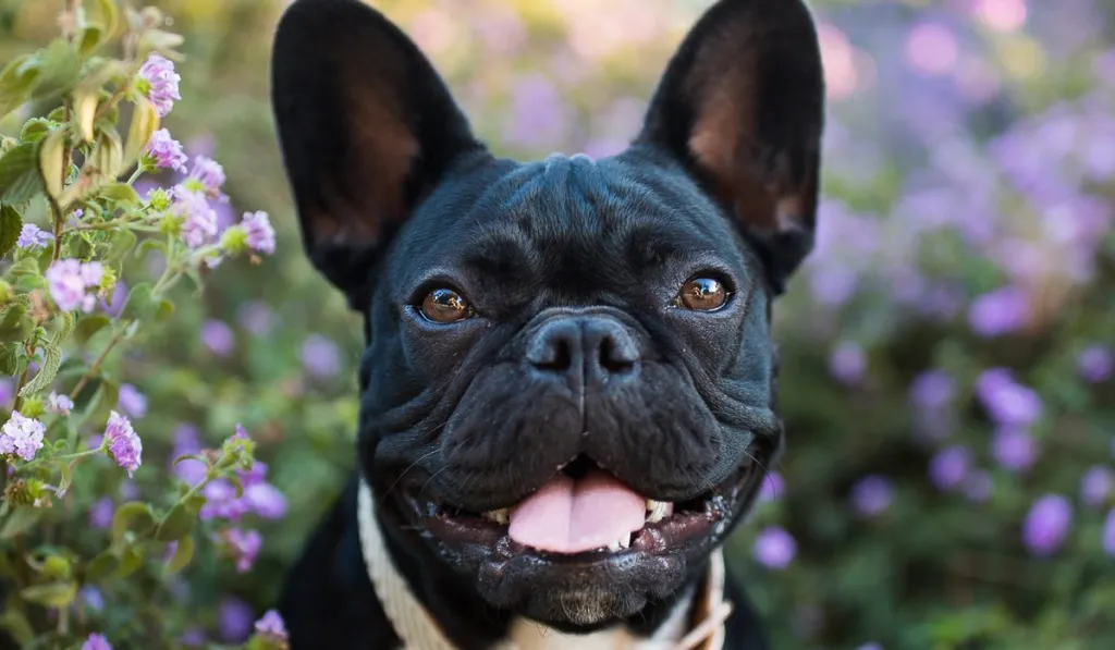 French Bulldog Dog