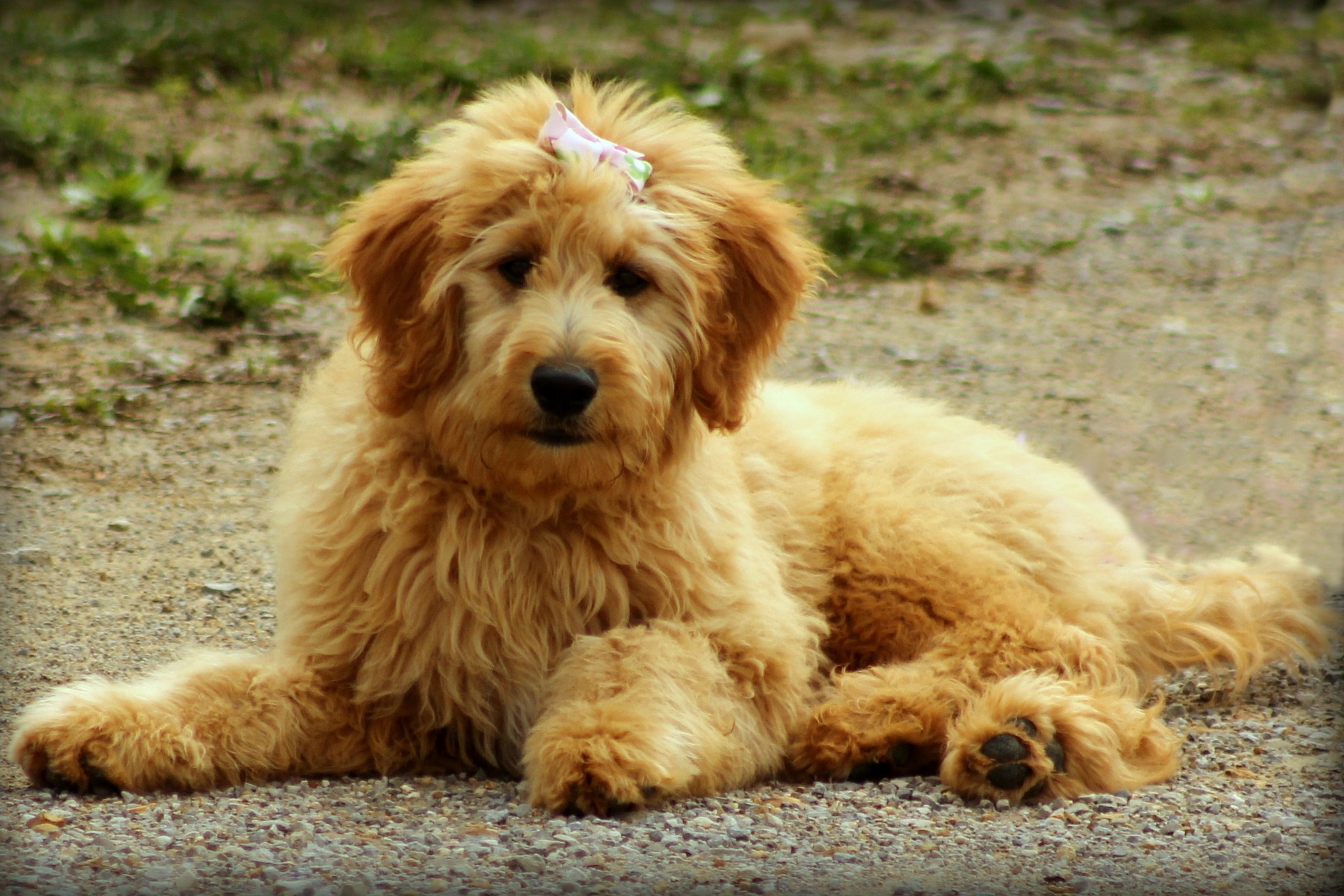 Golden Mountain Doodle Dog 1