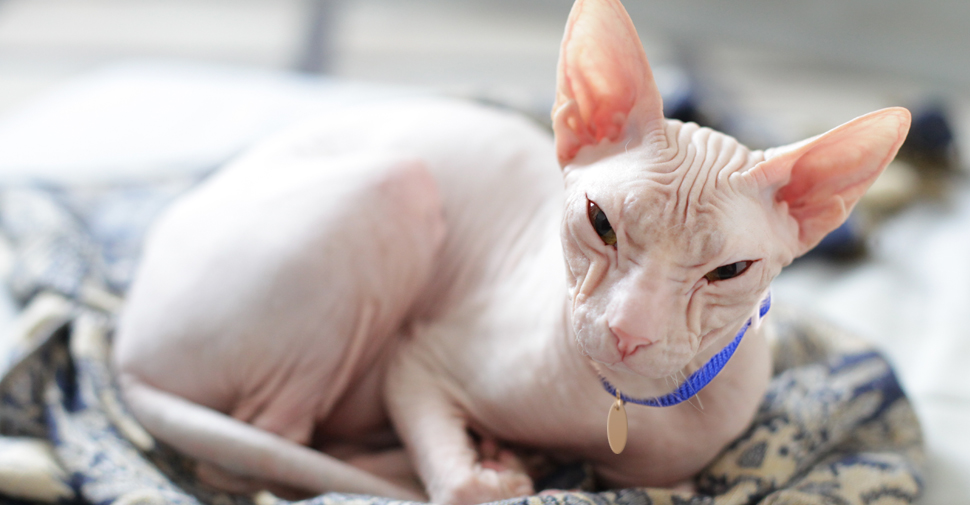 Hairless Cats! 1