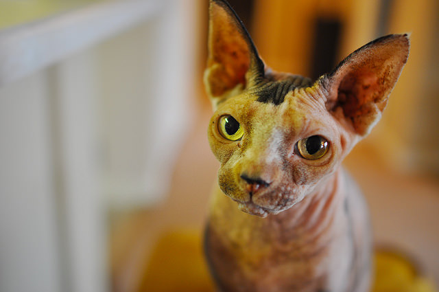 Hairless Cats! 2