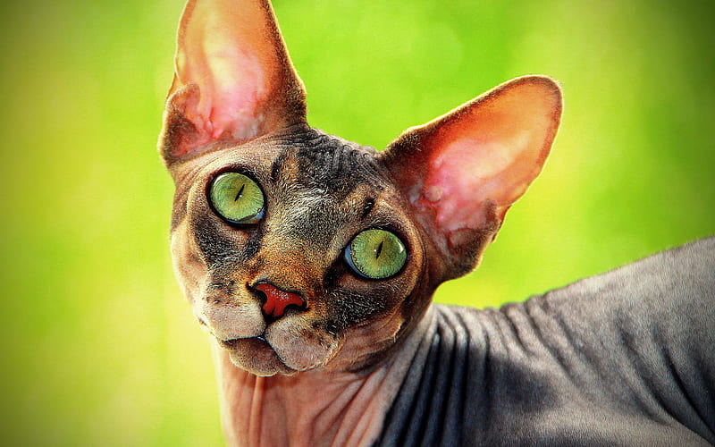 Hairless Cats! 2