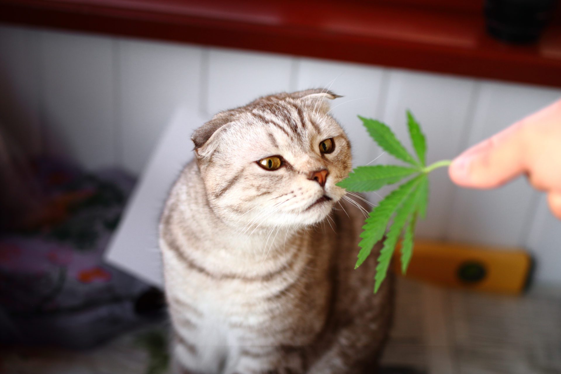 Marijuana poisoning in pets 1