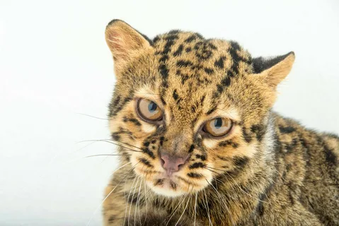 Mysterious Marbled Cat 2