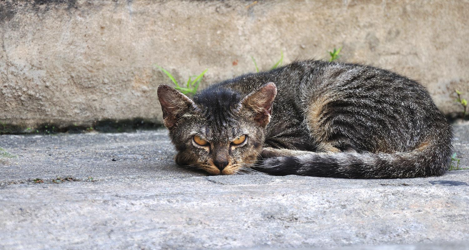 Semi-Feral Cats With Rare Moscow Mutation! - petflair.co