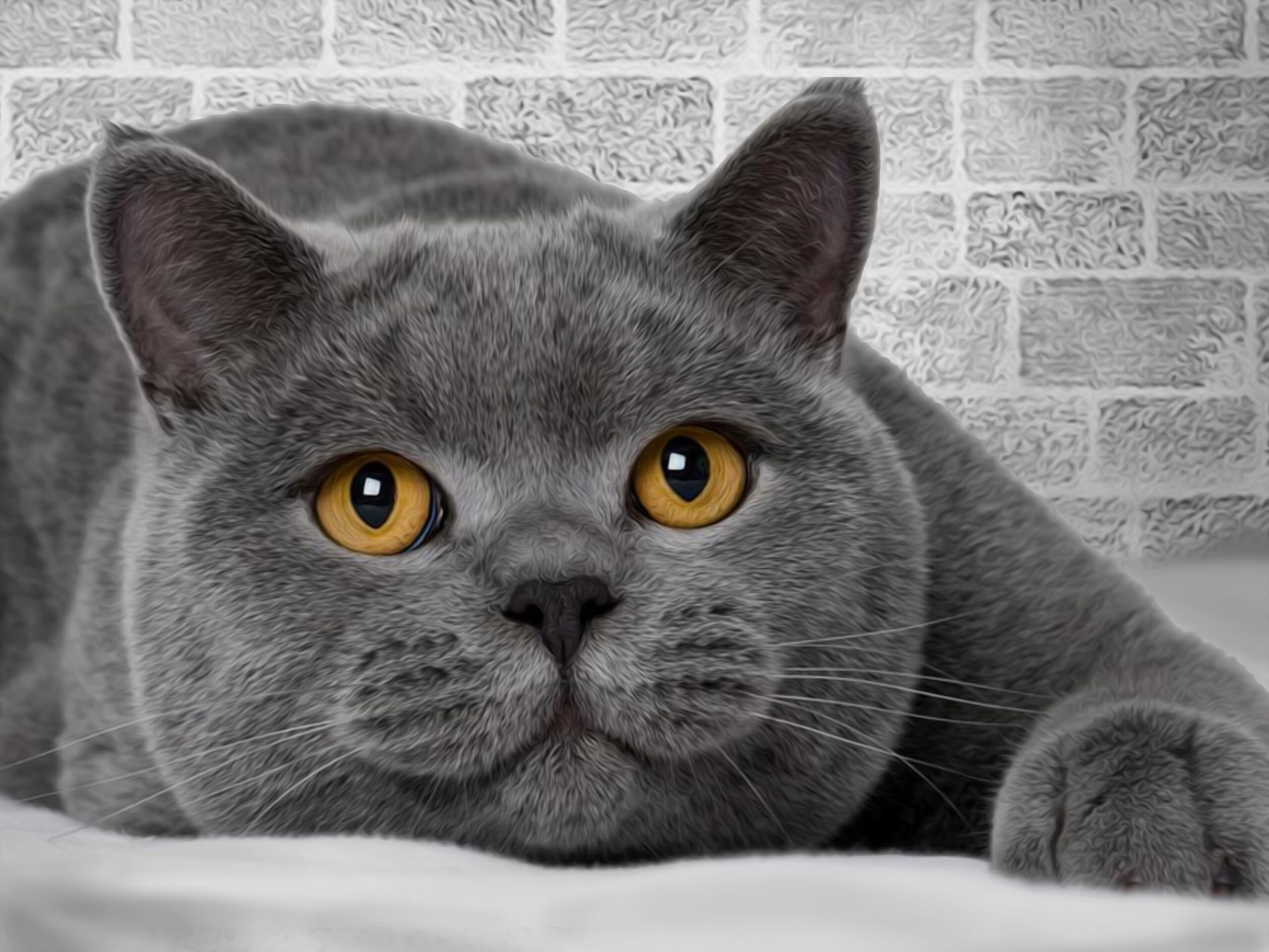 The British Shorthair