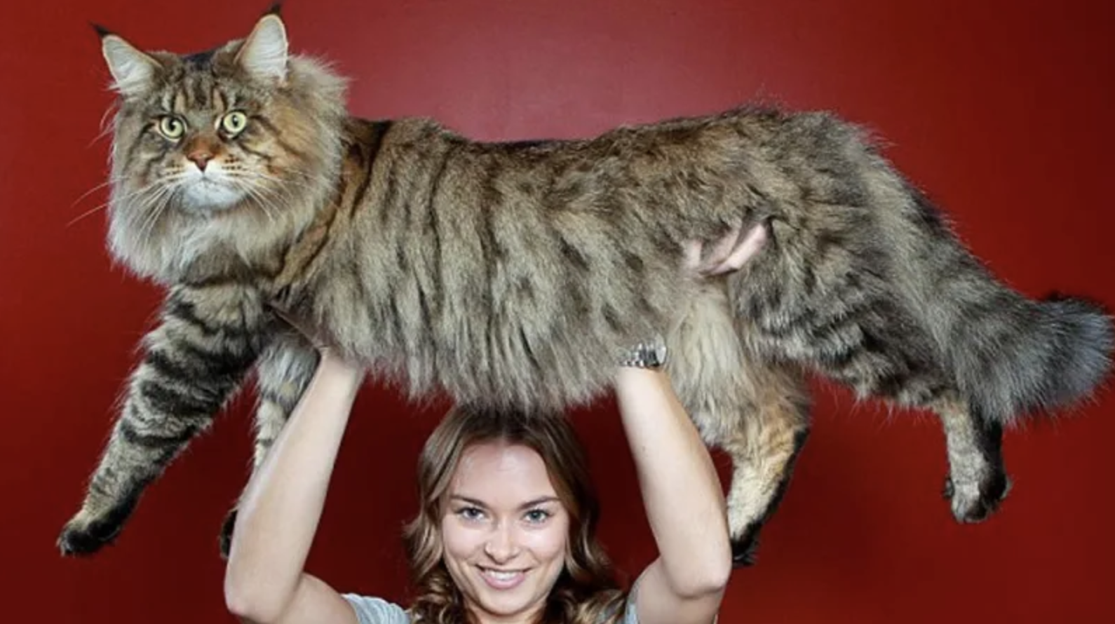 The Maine Coon