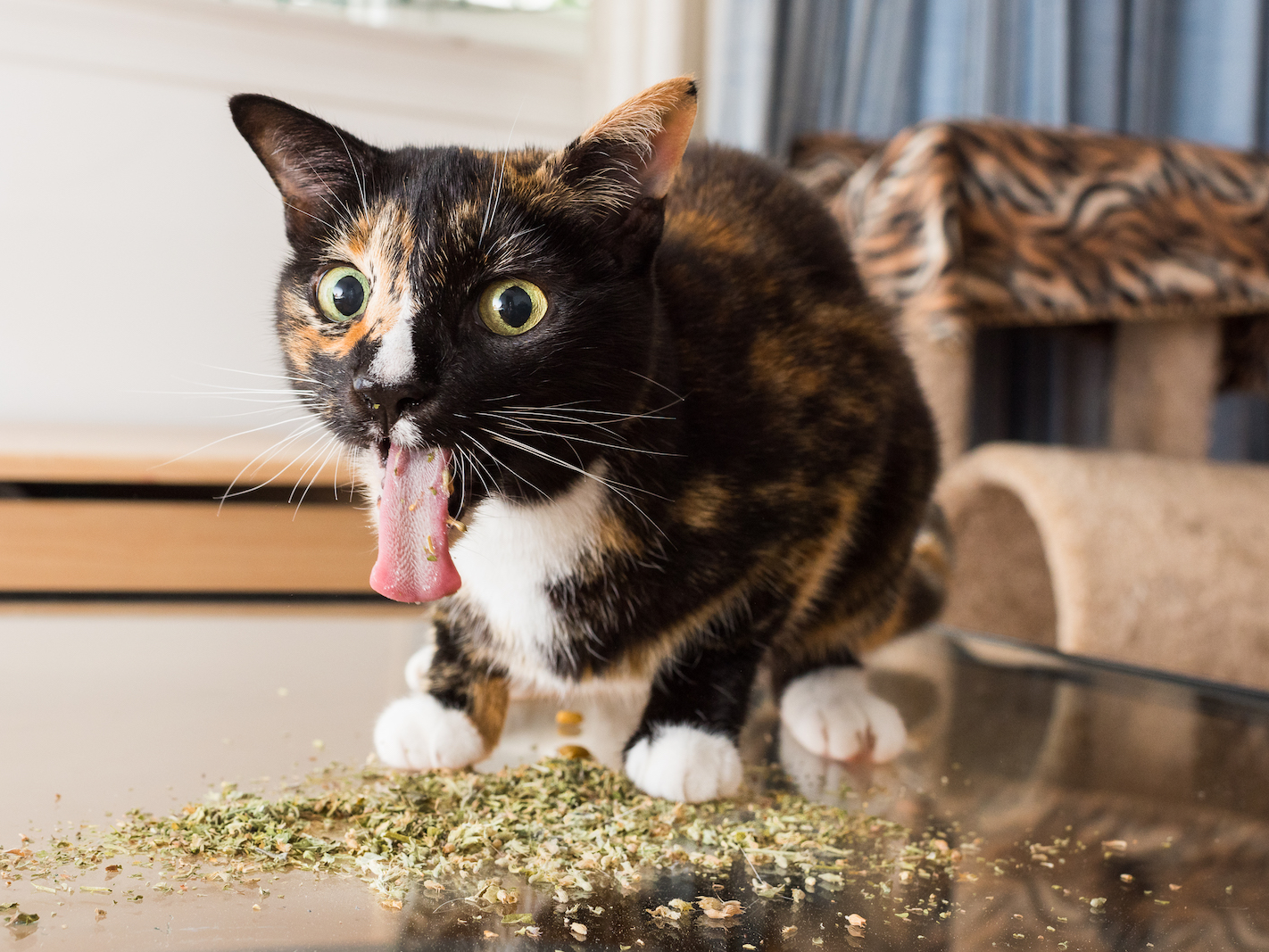 Wild For Catnip 2