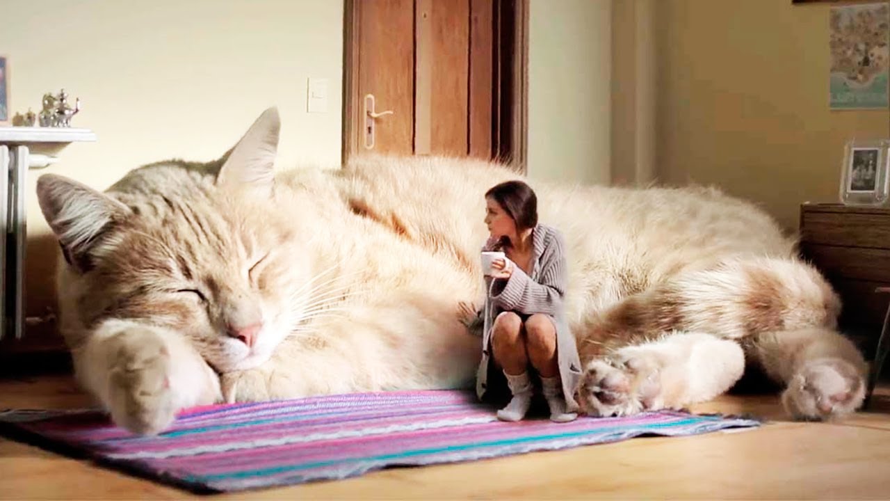 World’s Biggest Cat 4