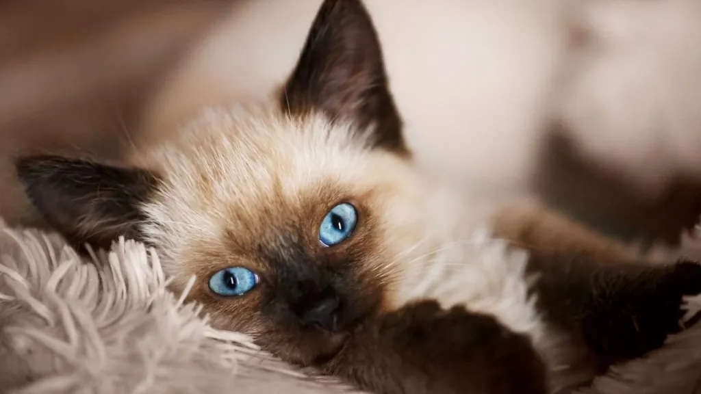 Balinese Cat