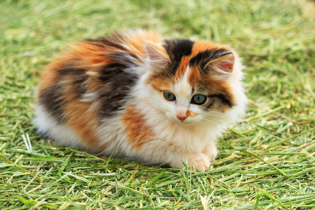 Calico Cats 