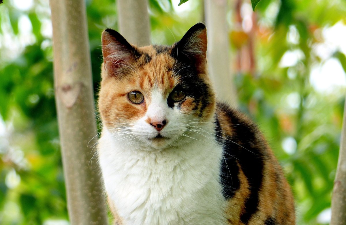 Calico Cats 