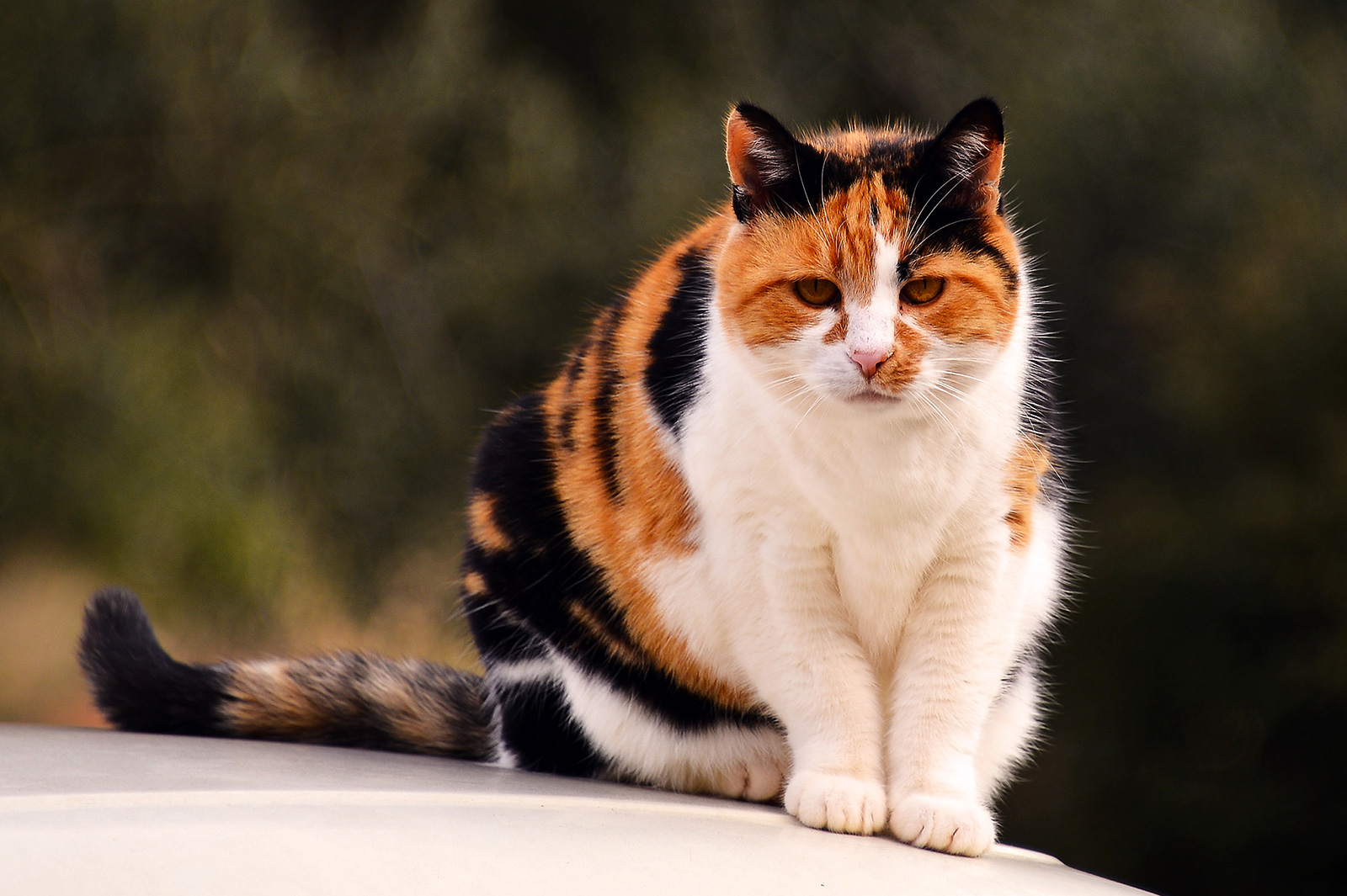 Calico Cats 3