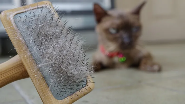 Cat Dandruff