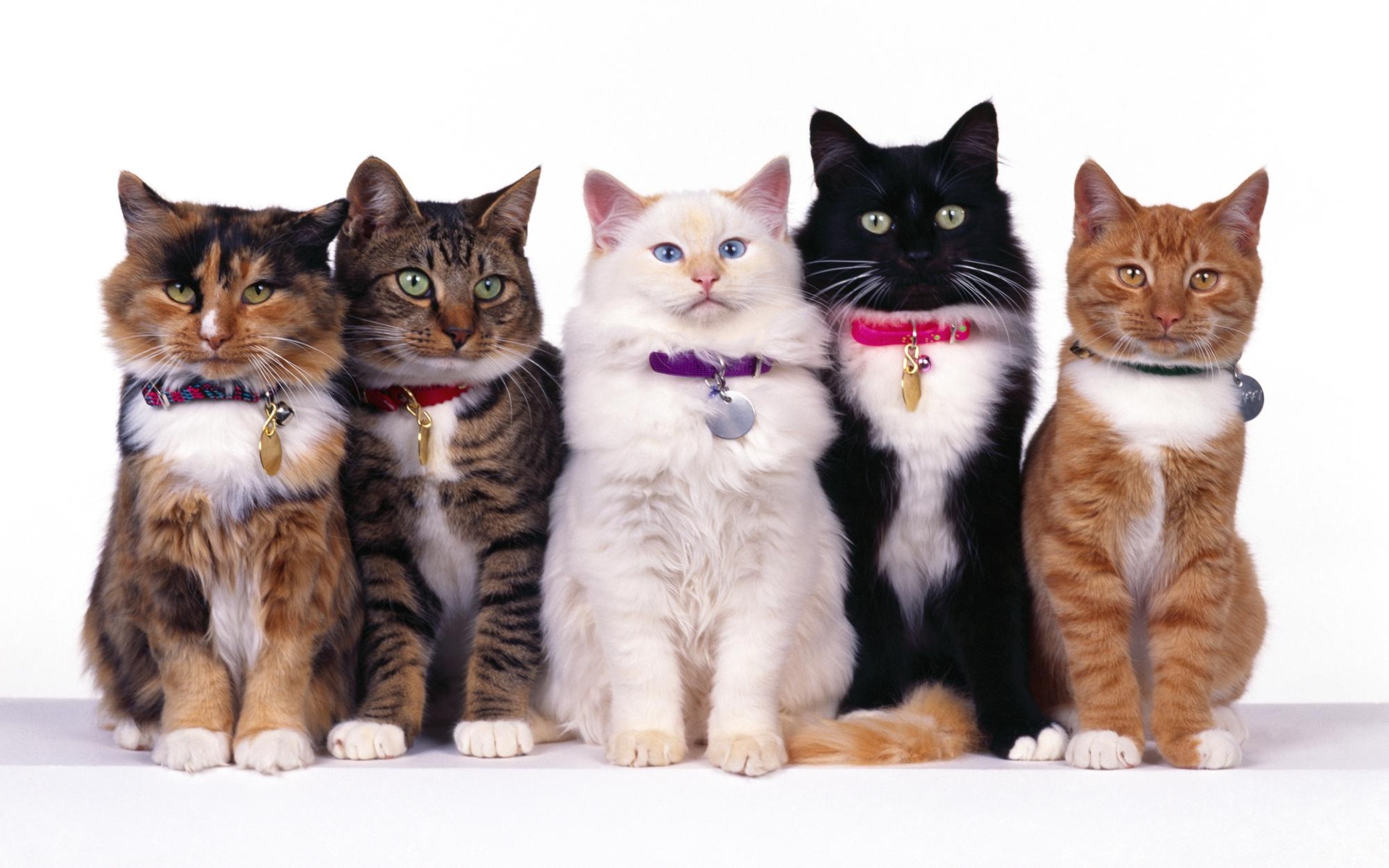 Cat Fancier's Association 1