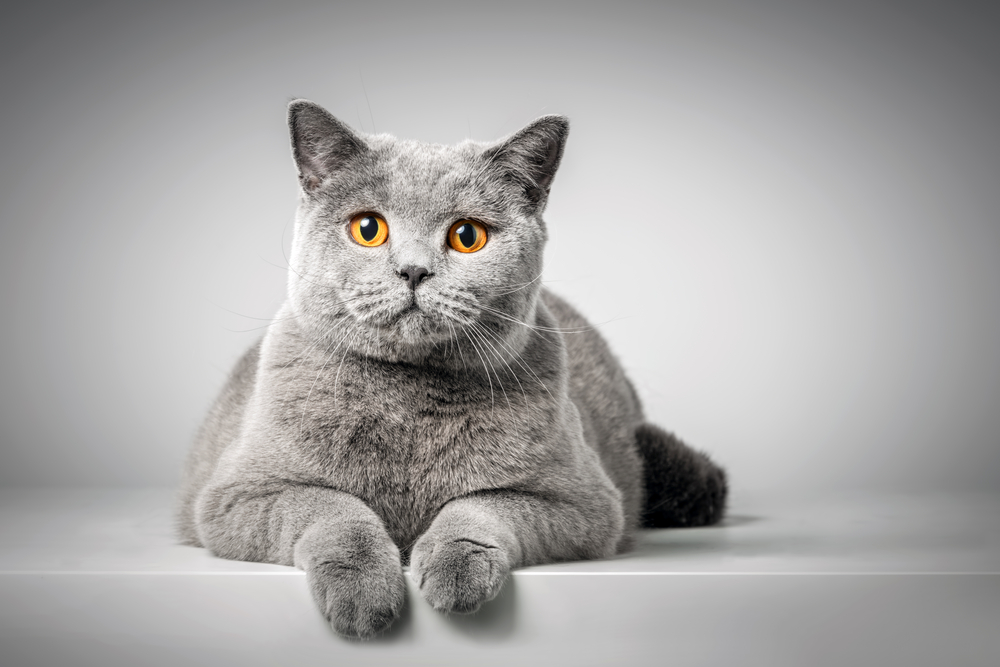 British,Shorthair,Cat,Lying,On,White,Table.,Copy-space