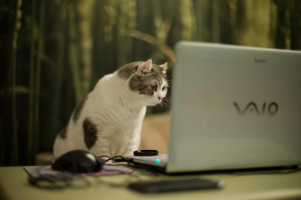 Cat Jobs 2 Cat Jobs