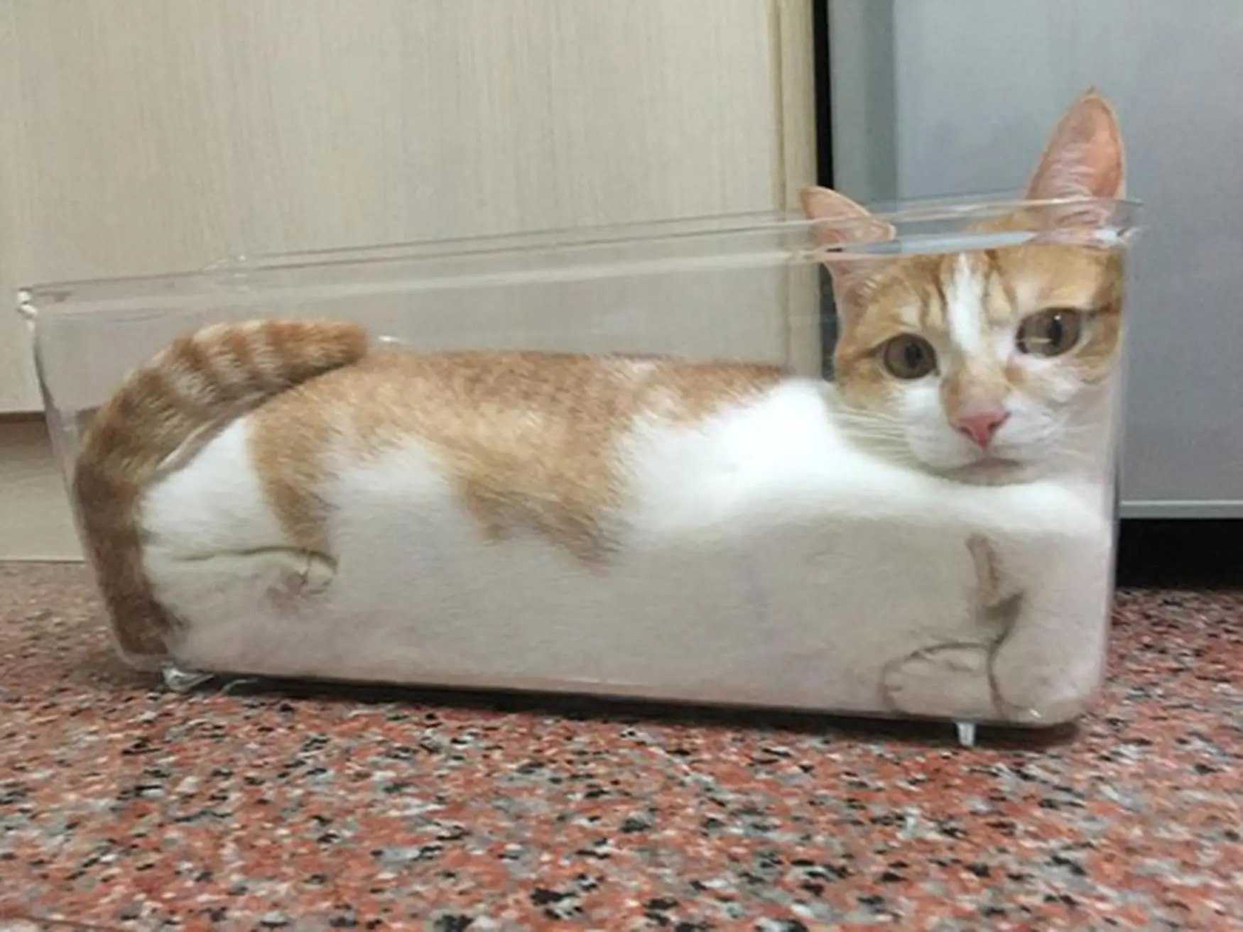 Cats Liquid 1