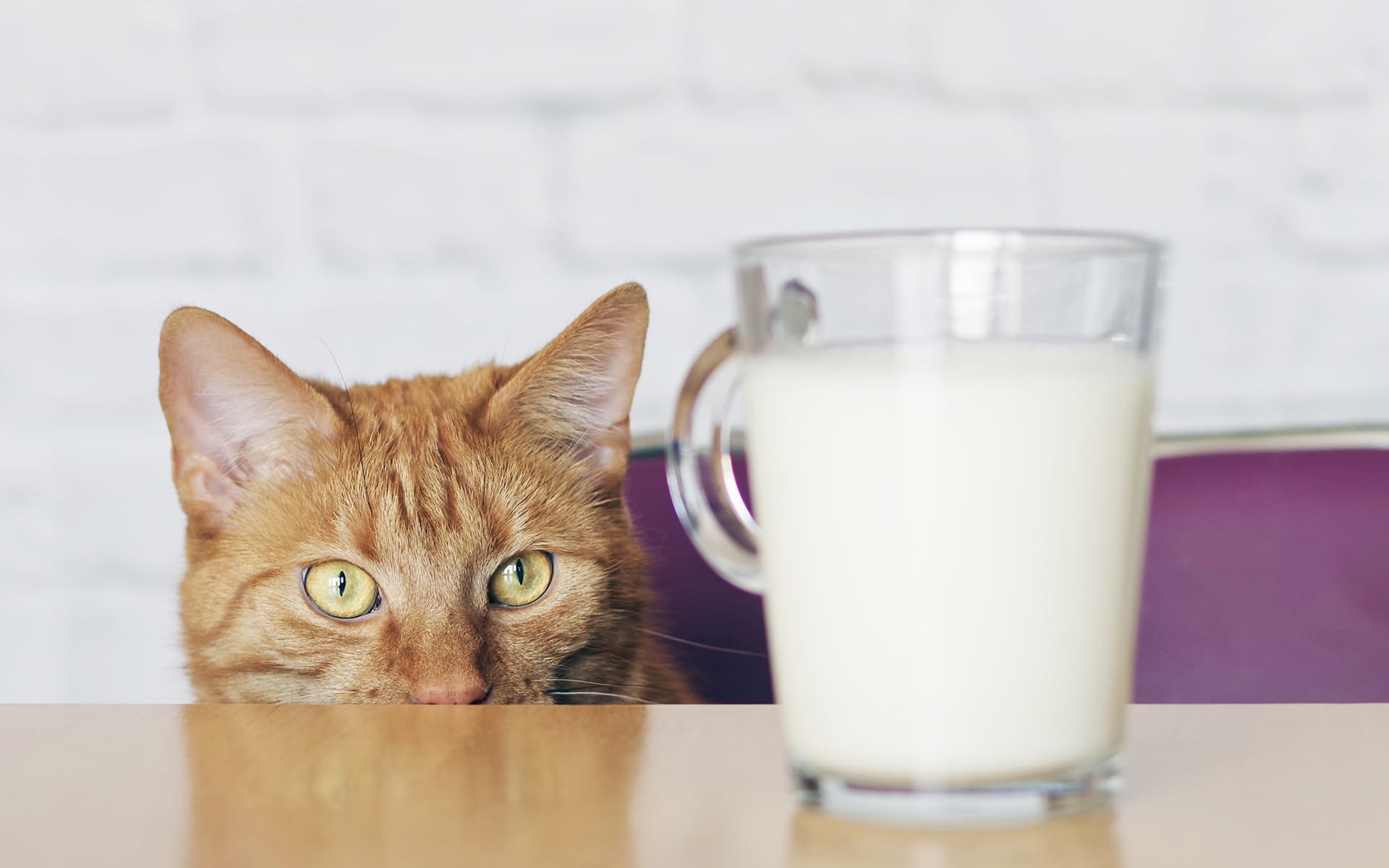 Cats That Don't Like Milk 1