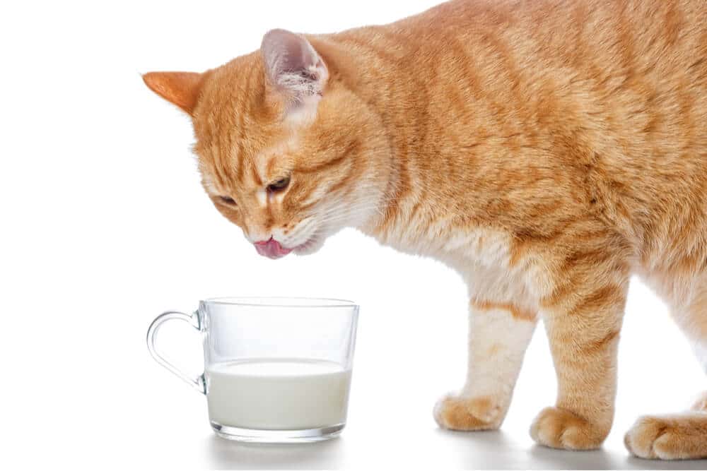 Cats That Don't Like Milk 2