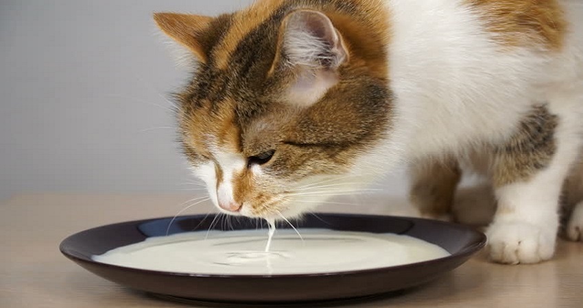 Cats That Don't Like Milk 3