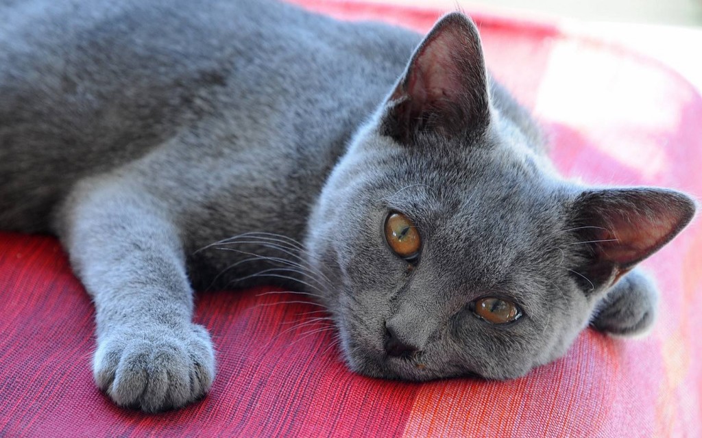 Chartreux Cat Breed 3