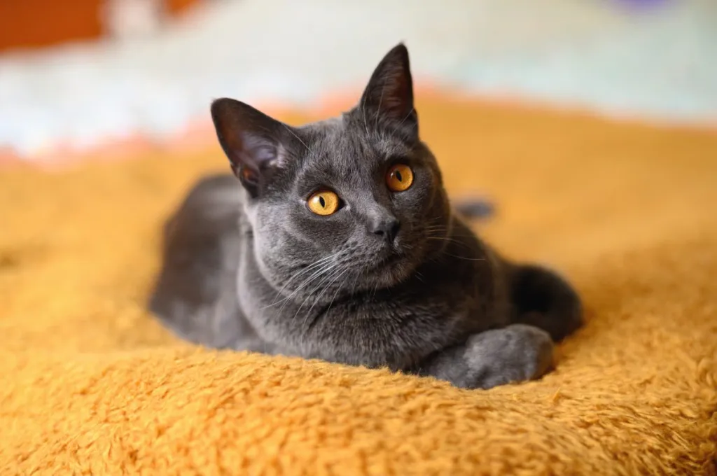 Chartreux Cat Breed