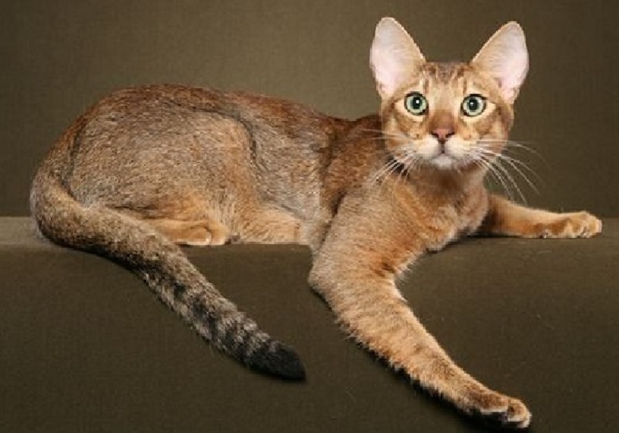 Chausie Mixed Cat 2