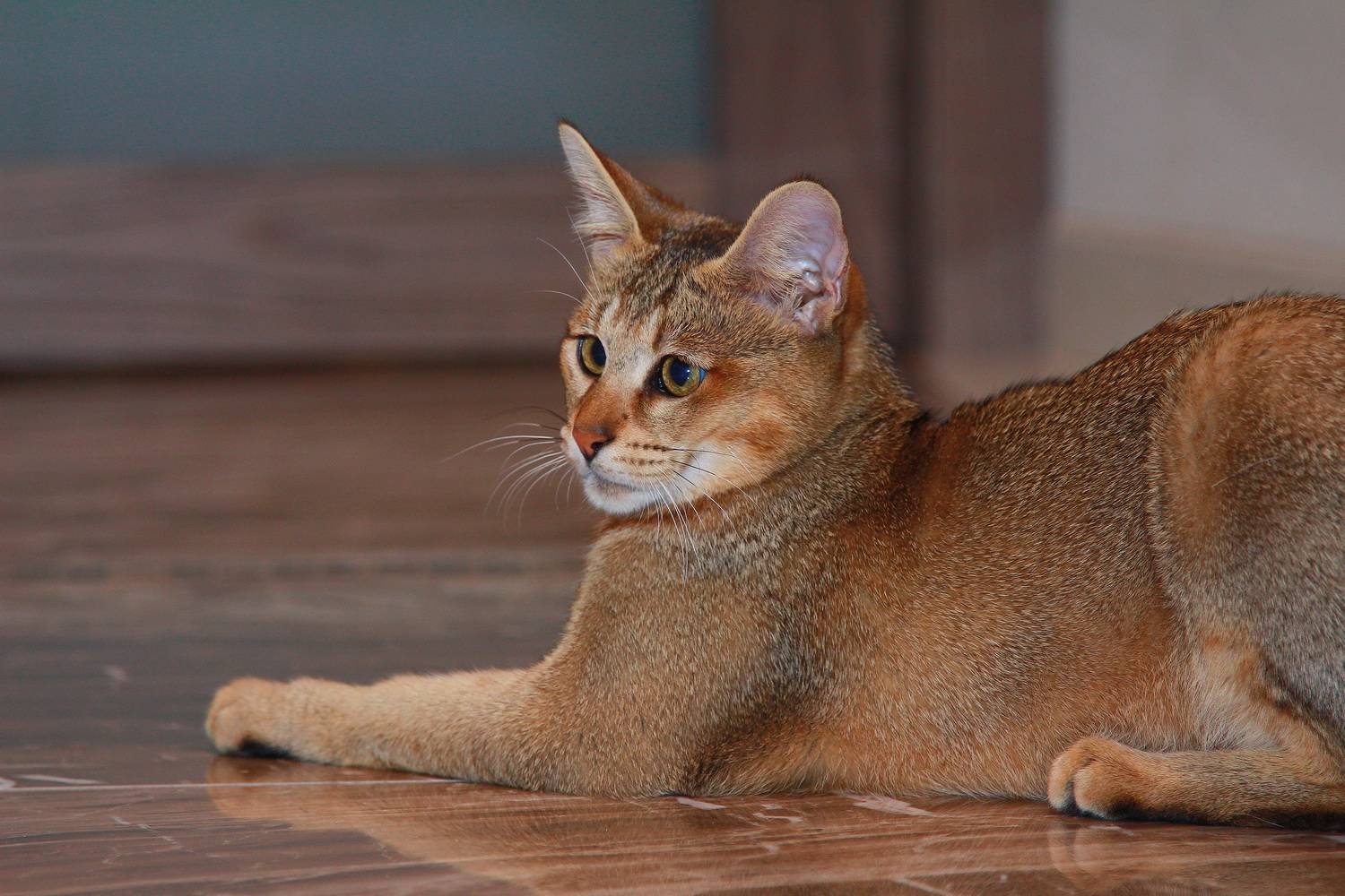 Chausie Mixed Cat 2